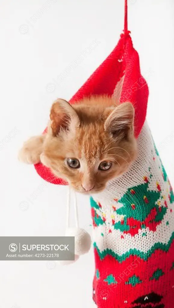 Red Tabby Domestic Cat, Kitten standing in Christmas Sock