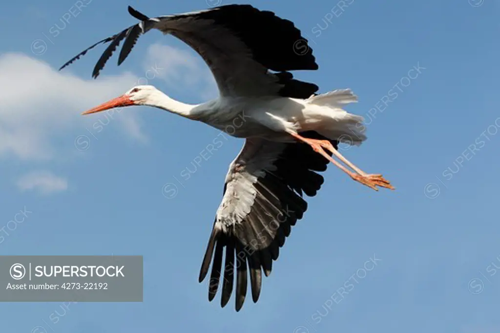 White Stork, ciconia ciconia, Adult in Flight against Blue Sky