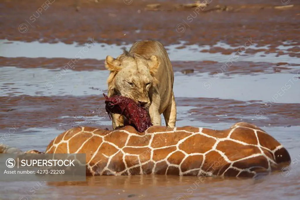 African Lion, panthera leo, Young Male  Eating Reticulated Giraffe Stuck and Drown in River, Samburu Park in Kenya