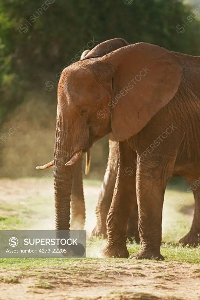 African Elephant, loxodonta africana, Adult having Dust Bath,  Samburu Park in Kenya
