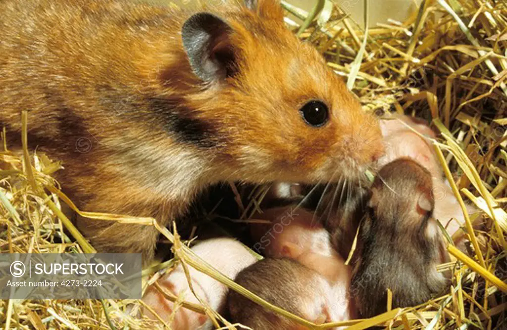 Golden Hamster, Mesocricetus Auratus, Female With Youngs Standing In Nest