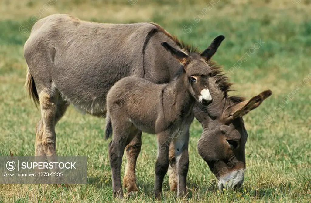 Grey Domestic Donkey, Female With Foal Standing On Grass