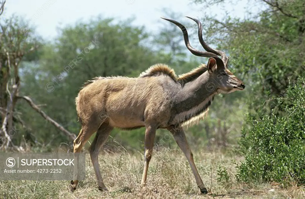 Greater Kudu, Tragelaphus Strepsiceros, Male Standing Near Bush, Kenya