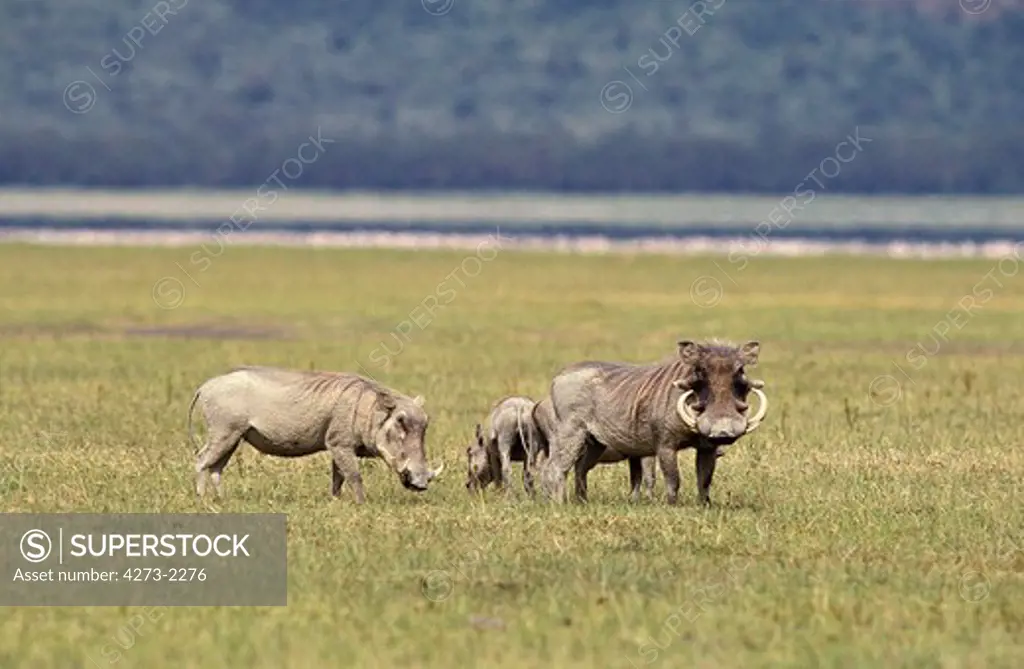 Warthog, Phacochoerus Aethiopicus, Adults And Young, Nakuru Lake In Kenya