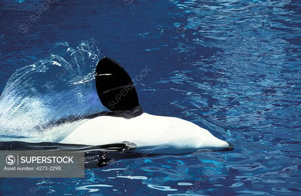 Killer Whale, Orcinus Orca, Adult Showing Fin