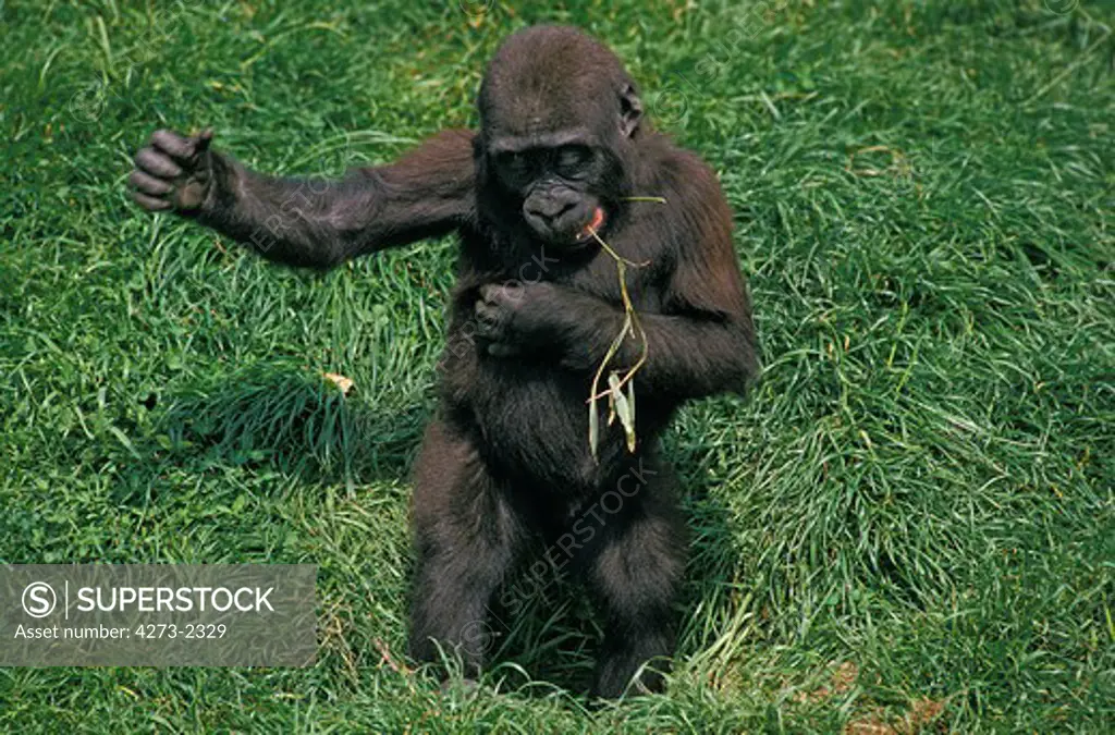 Eastern Lowland Gorilla, Gorilla Gorilla Graueri, Baby Displaying By Beating Chest