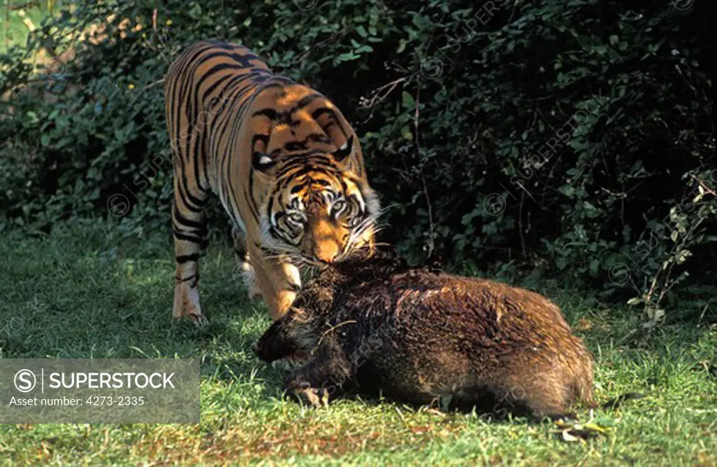 Sumatran Tiger, Panthera Tigris Sumatrae, Adult With A Wildboar Kill