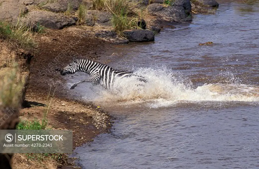 Burchell'S Zebra, Equus Burchelli, Adult Crossing Mara River During Migration, Masai Mara Park In Kenya
