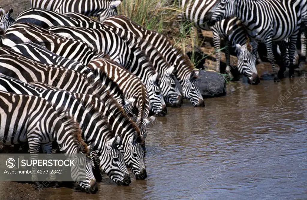 Burchell'S Zebra, Equus Burchelli, Herd Drinking At Mara River, Masai Mara Park In Kenya