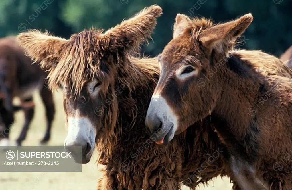 Poitou Domestic Donkey Or The Baudet Du Poitou, A French Breed, Portrait Of Adults