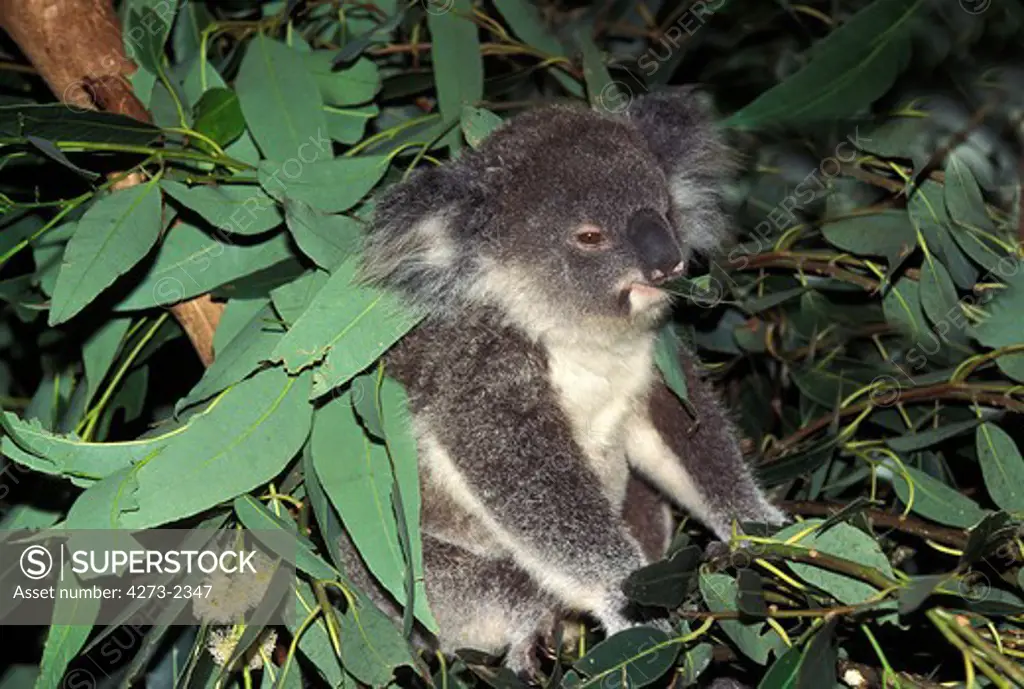 Koala, Phascolarctos Cinereus, Adult Eating Eucalyptus Leaf, Australia