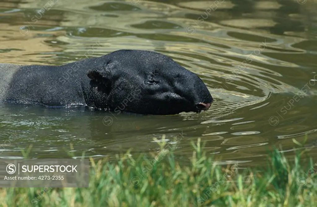 Malayan Tapir, Tapirus Indicus, Adult Standing In Water