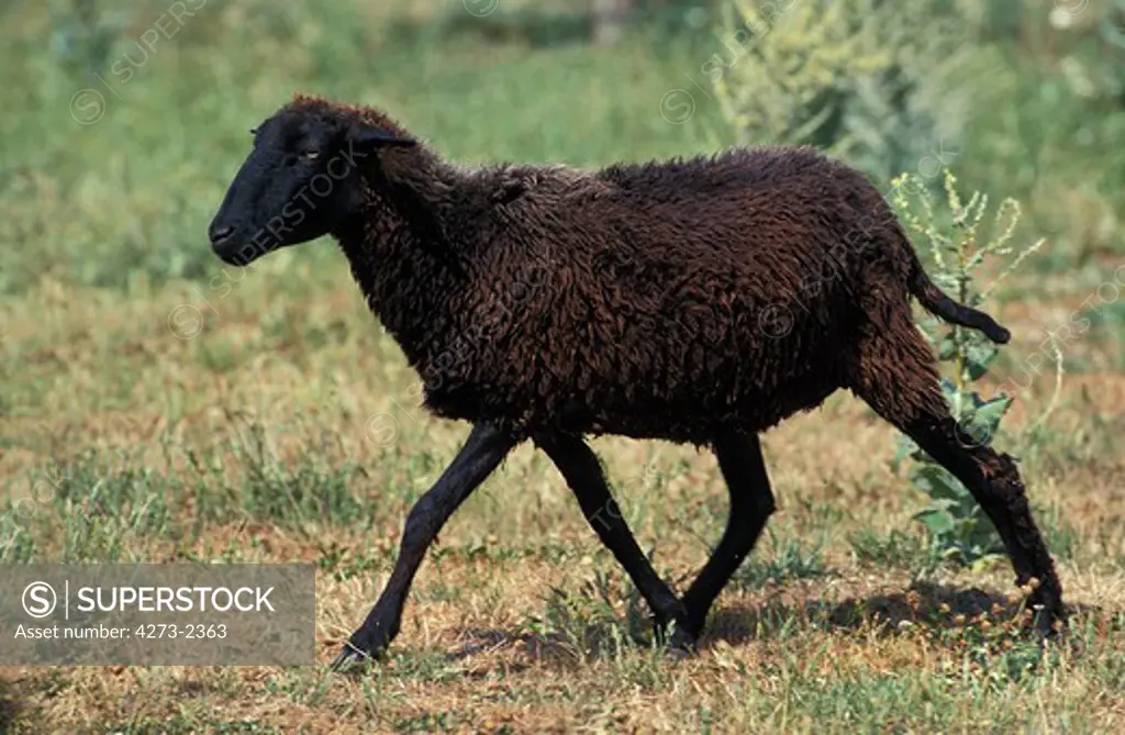 Karakul Sheep, Breed Producing Astrakhan