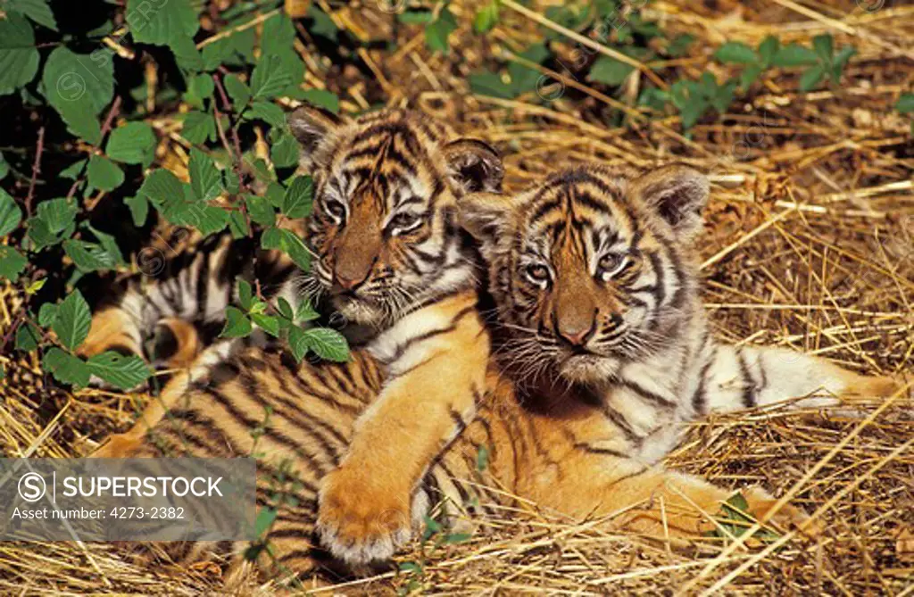 Sumatran Tiger, Panthera Tigris Sumatrae, Cub Standing On Dry Grass
