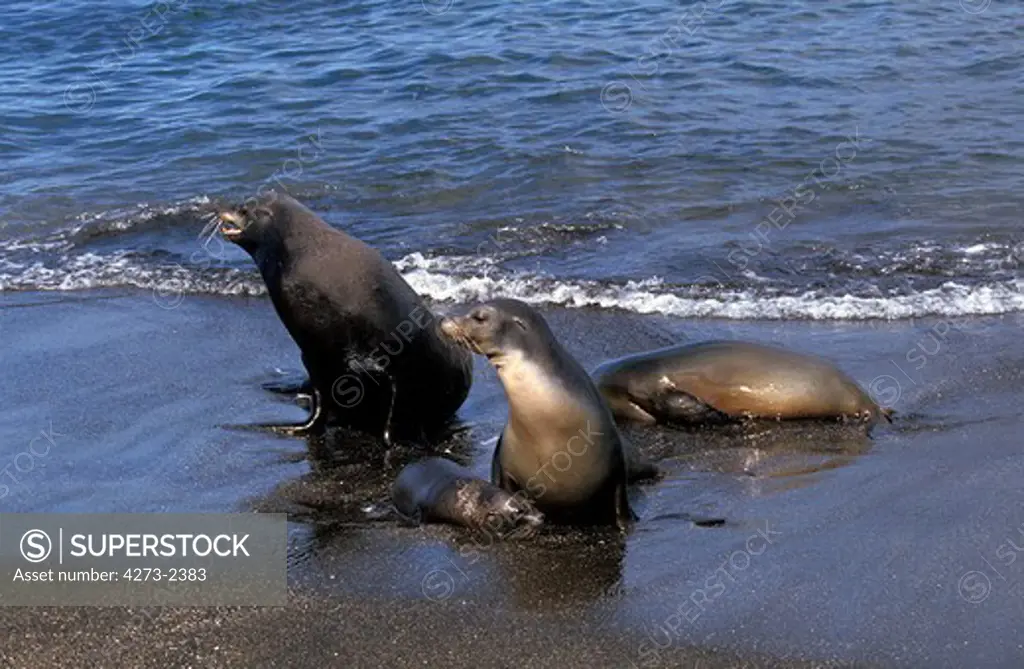 Galapagos Fur Seal, Arctocephalus Galapagoensis, Adults With Pup Standing On Beach