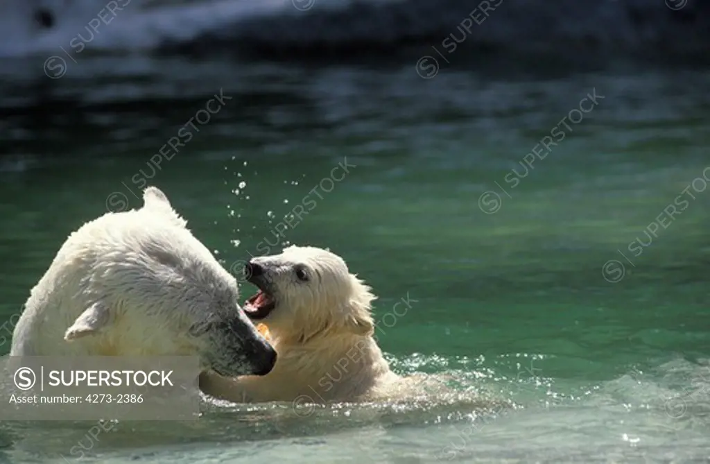 Polar Bea, Thalarctos Maritimus, Female With Cub Playing In Water