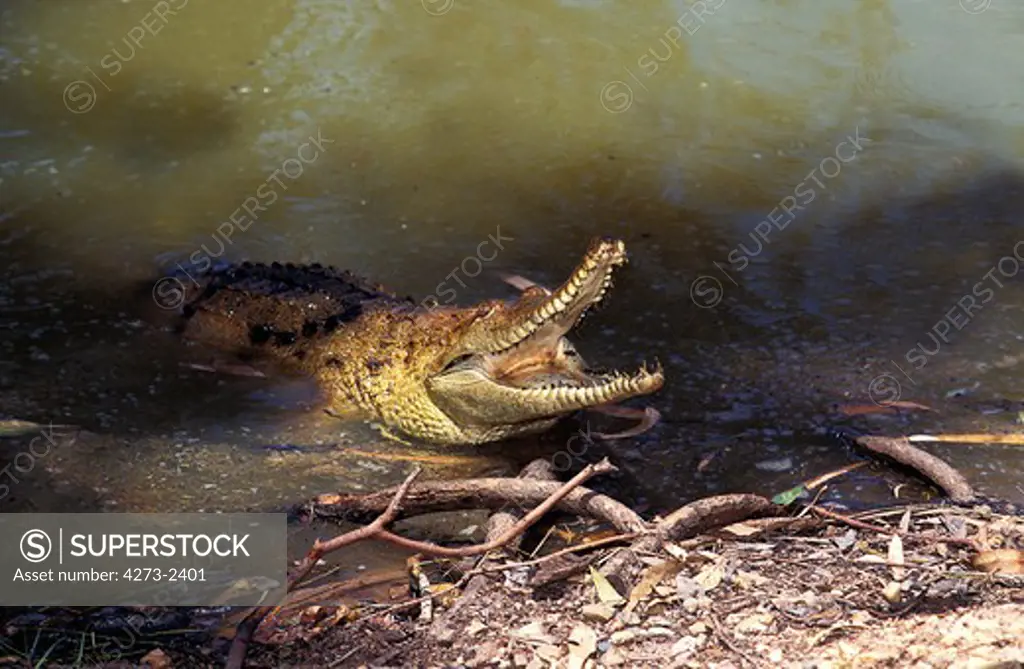 Australian Freshwater Crocodile, Crocodylus Johnstoni, Adult With Open Mouth, Defensive Posture, Australia