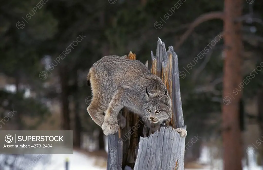 Canadian Lynx, Lynx Canadensis, Adult Perched On Stump, Canada