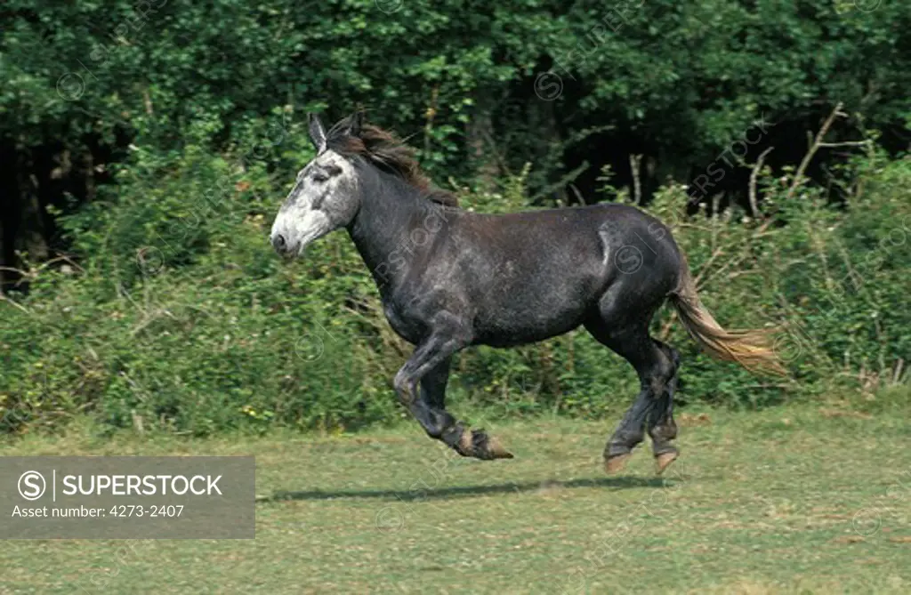 Mule, Crossbreed Of Male Donkey And Female Horse, Adult Galloping Through Meadow