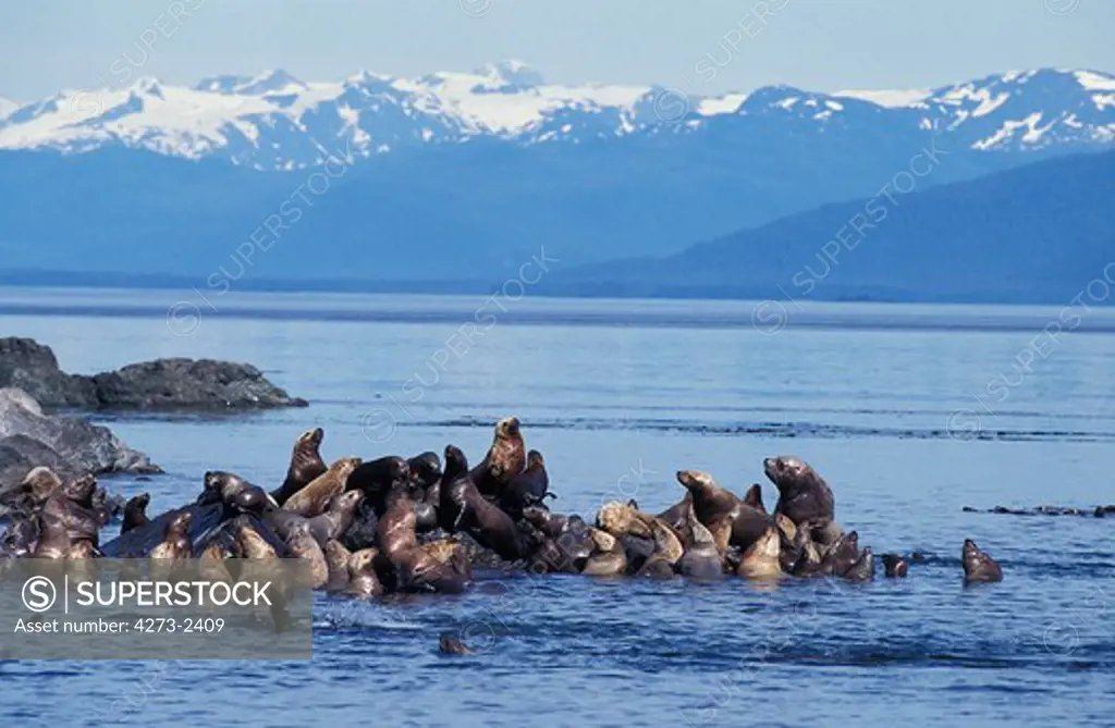 Steller Sea Lion, Eumetopias Jubata, Group Standing On Rocks, Alaska