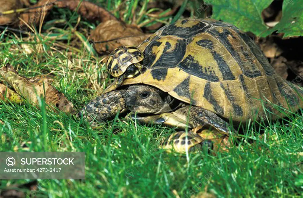 Hermann'S Tortoise, Testudo Hermanni, Female With Youngs