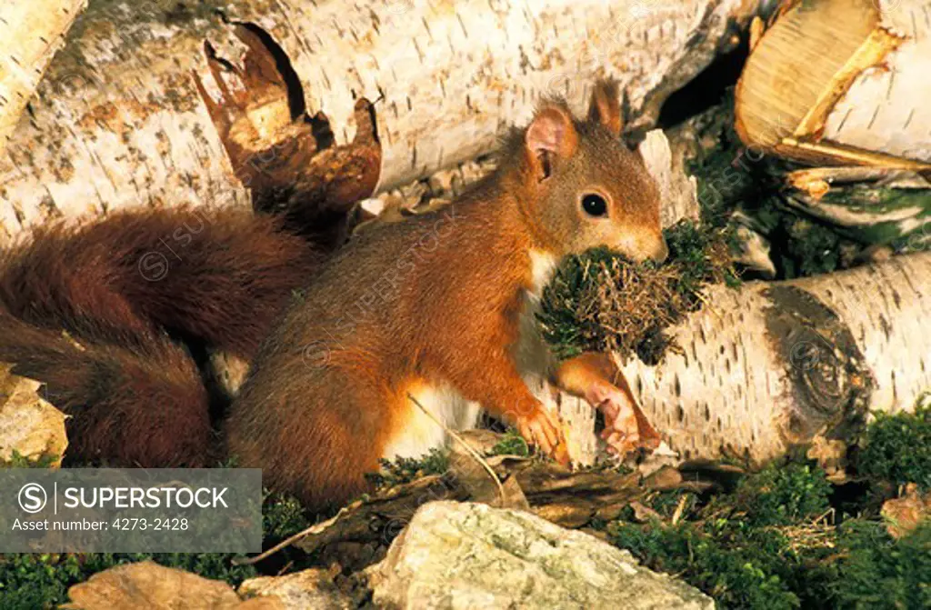 Red Squirrel, Sciurus Vulgaris, Male With Moss In Mouth, Carrying Nesting Material
