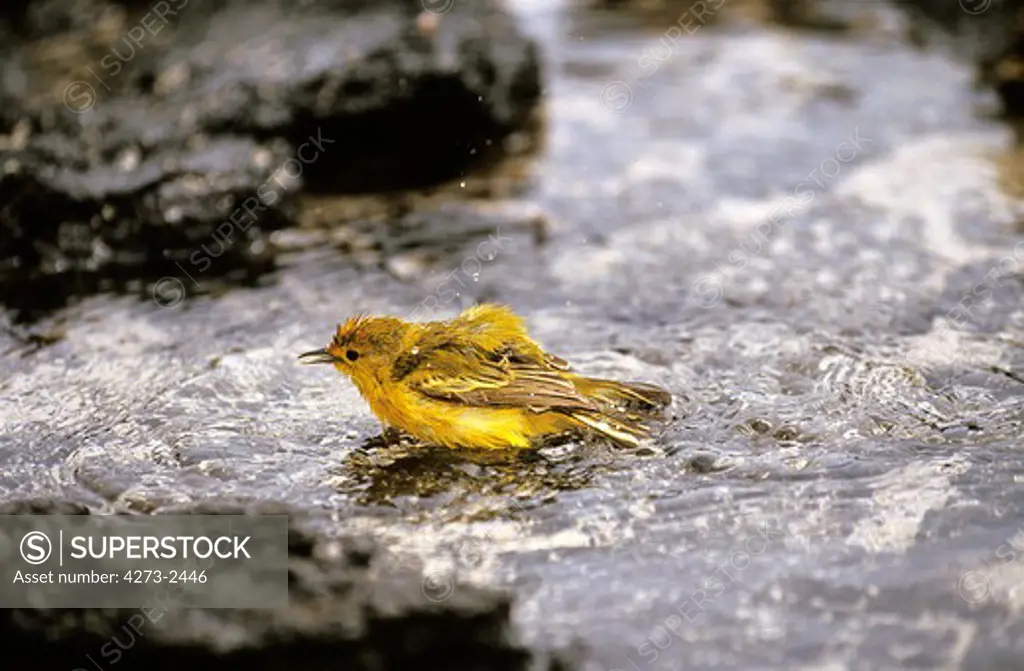 Yellow Warbler, Dendroica Petechia, Adult Having Bath, Galopagos Islands