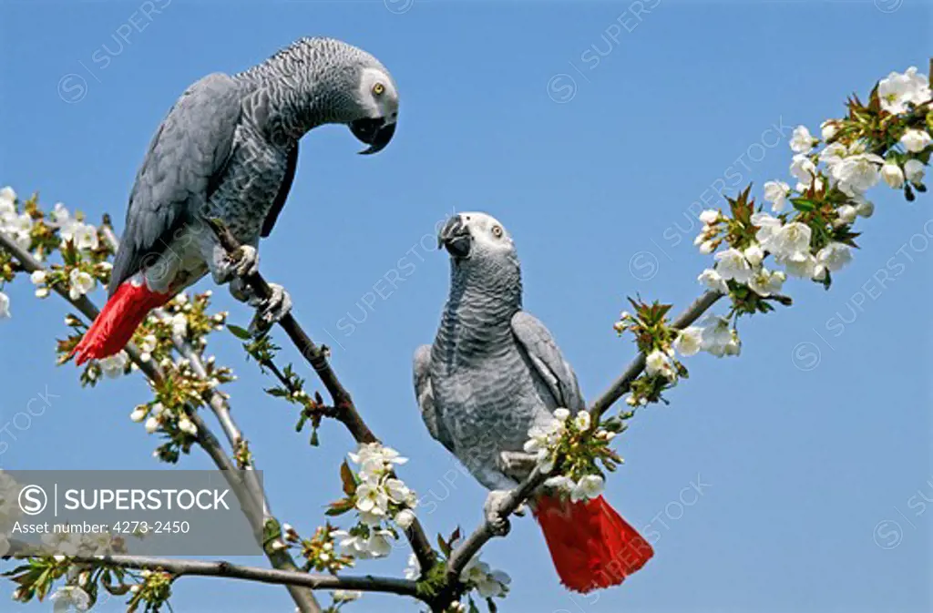 African Grey Parrot, Psittacus Erithacus, Adults Standing In Blossom Tree