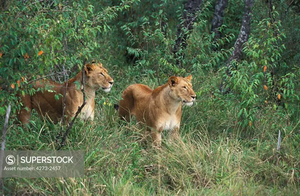 African Lion, Panthera Leo, Females Emerging From Bush, Masai Mara Park In Kenya