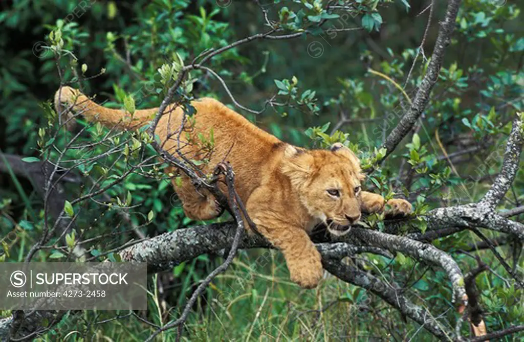 African Lion, Panthera Leo, Cub Playing On Branch, Masai Mara Park In Kenya