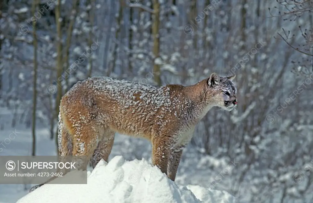 Cougar, Puma Concolor, Adult Standing On Snow, Montana