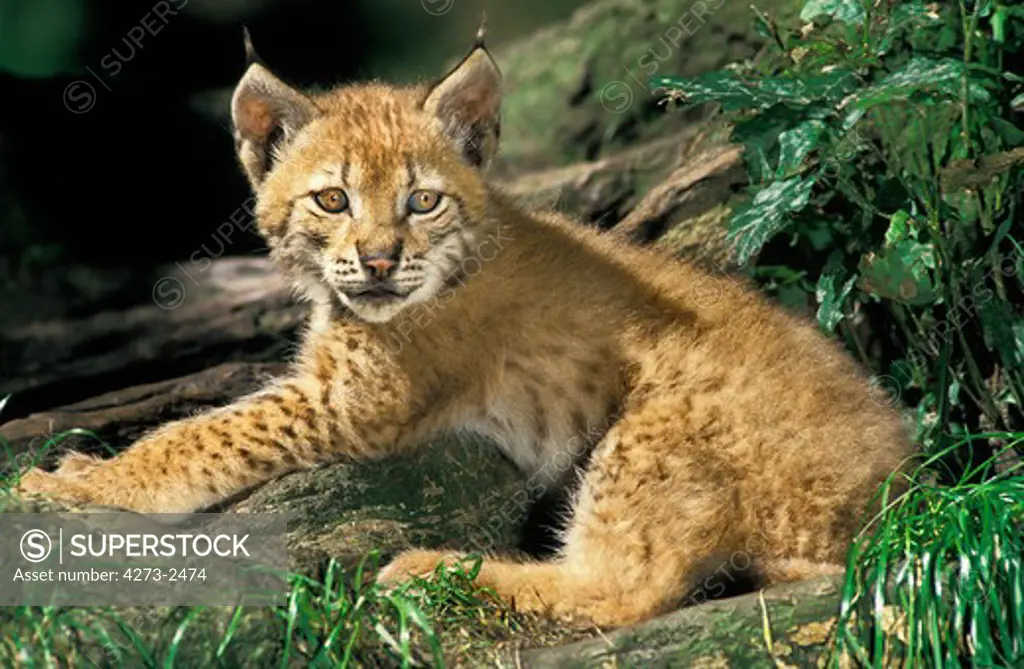 European Lynx, Felis Lynx, Cub