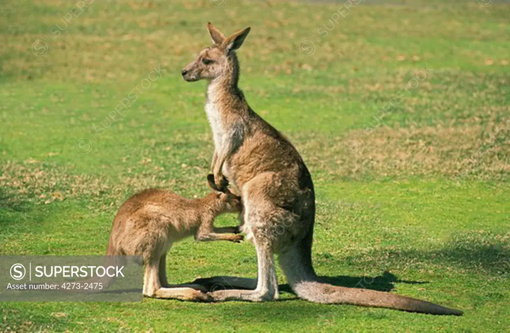 Eastern Grey Kangaroo, Macropus Giganteus, Female With Joey Suckling, Australia