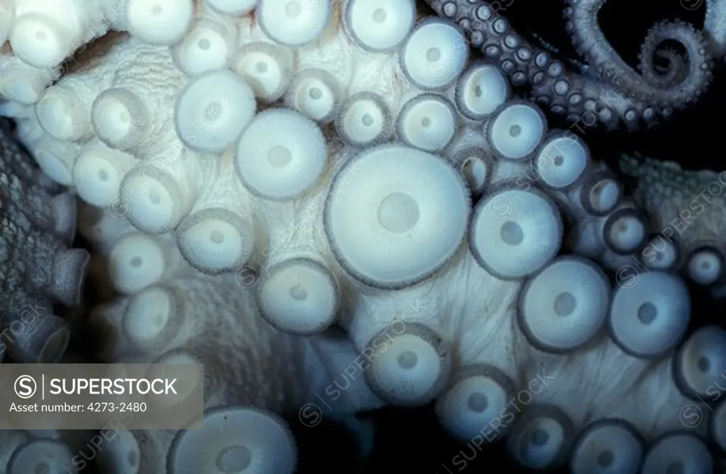 Octopus, Close-Up Of Tentacles