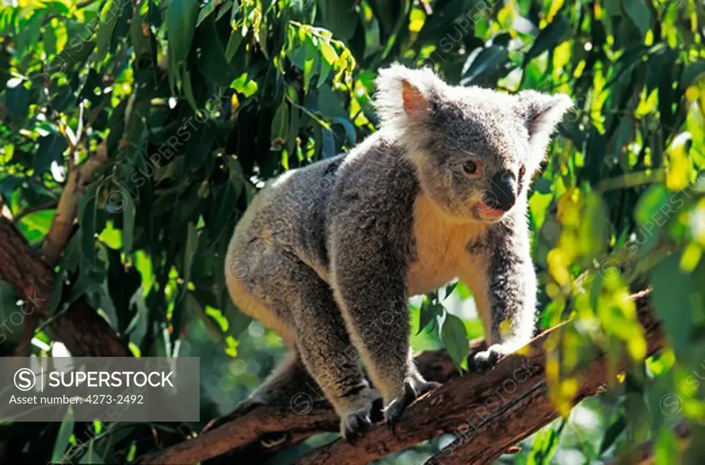 Koala, Phascolarctos Cinereus, Adult Standing In Eucalyptus Tree, Australia