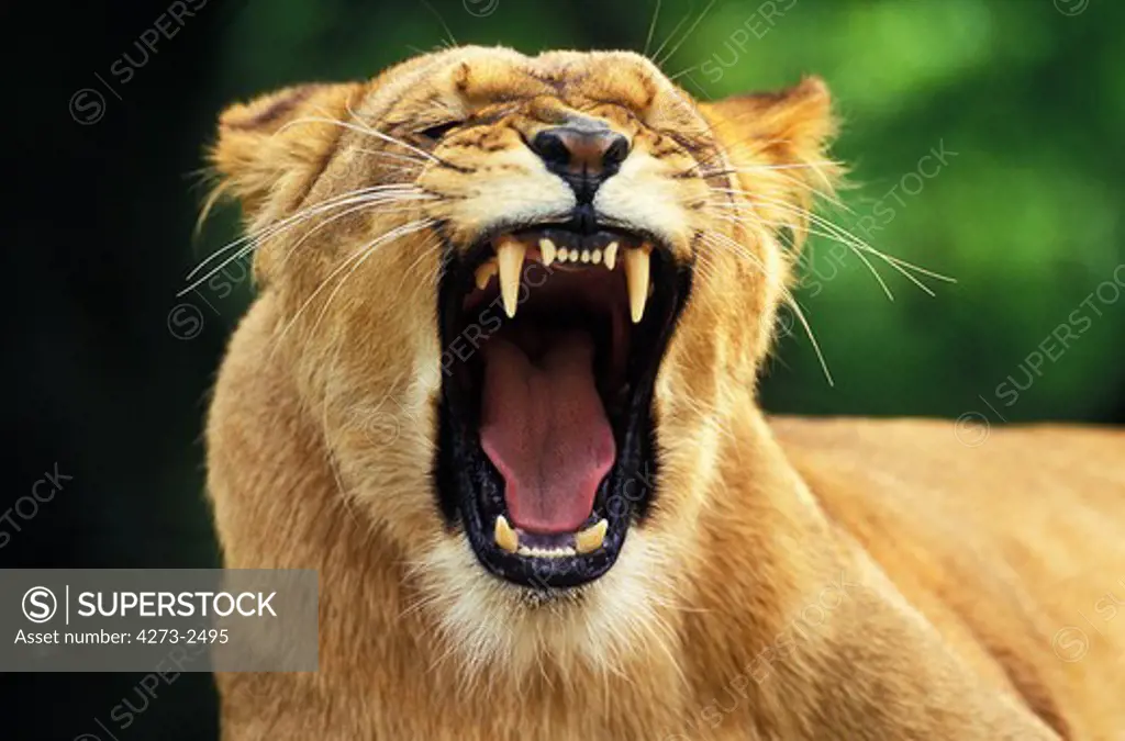 African Lion, Panthera Leo, Female Yawning