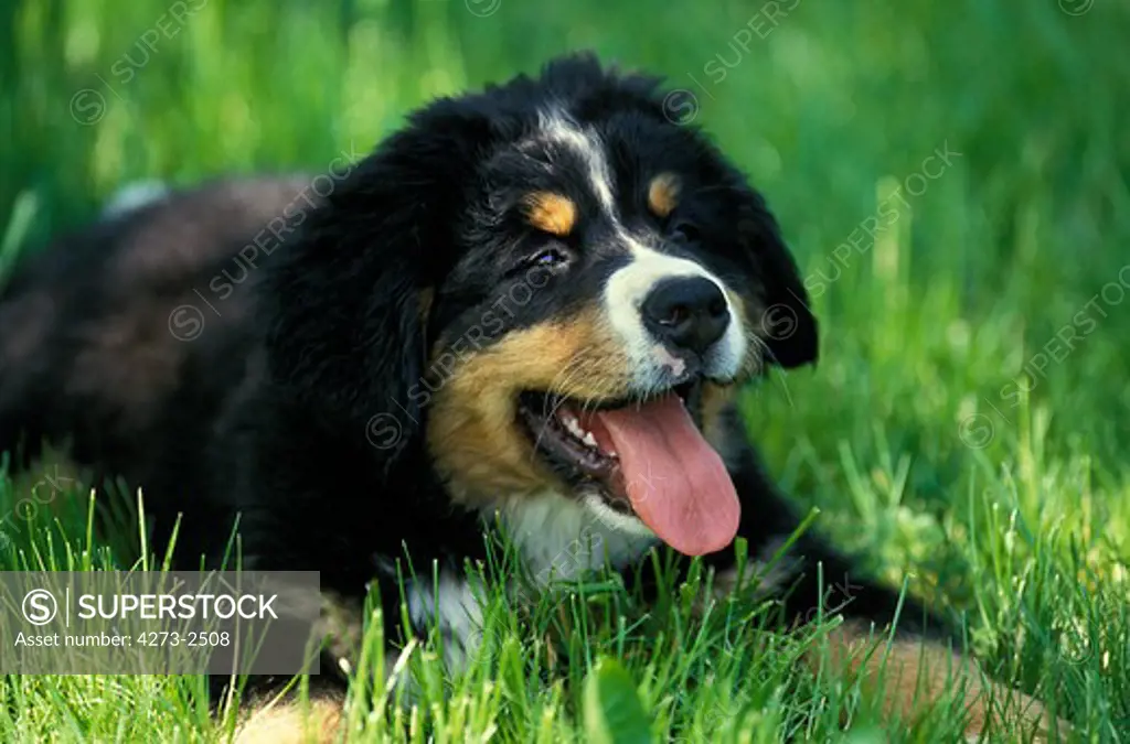 Bernese Mountain Dog, Pup With Tongue Out, Laying On Grass