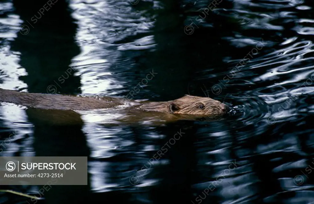 European Beaver, Castor Fiber, Adult Swimming In Water