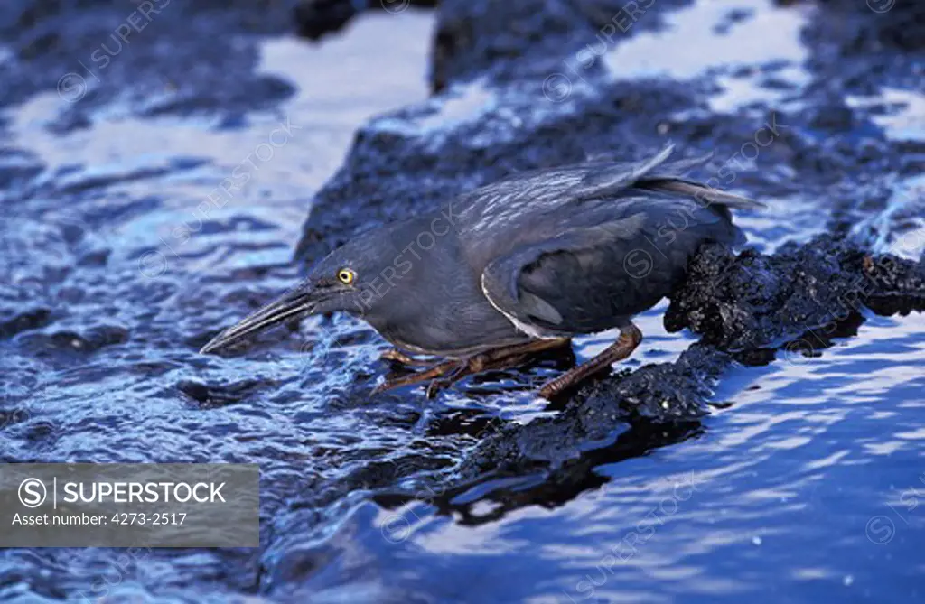 Lava Heron, Butorides Sundevalli, Adult Fishing In Stream