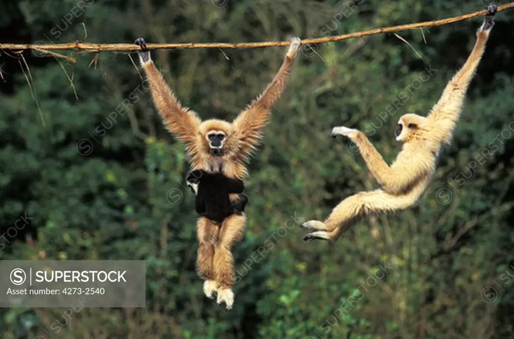 White Handed Gibbon, Hylobates Lar, Female Carrying Young, Hanging From Liana