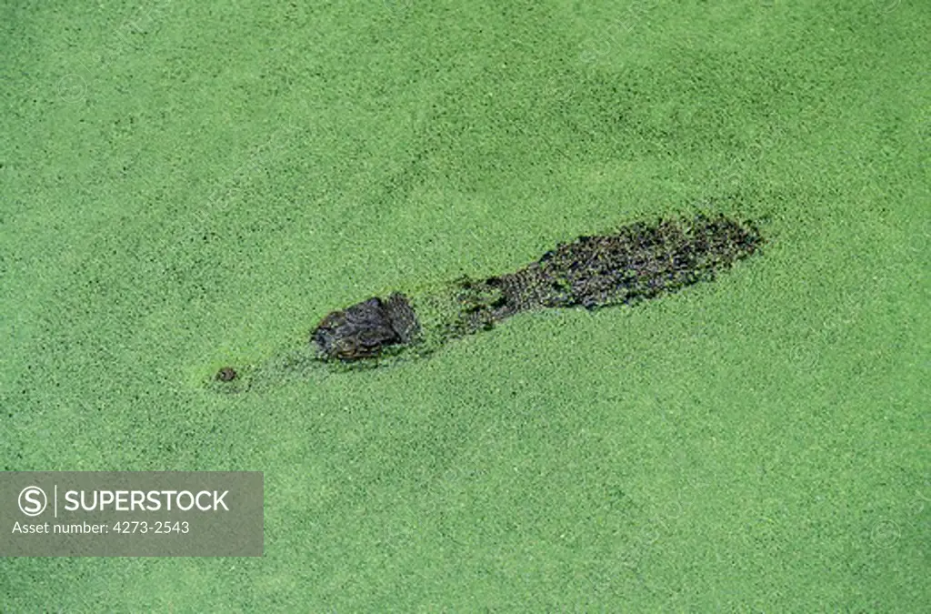 Australian Saltwater Crocodile Or Estuarine Crocodile, Crocodylus Porosus, Adult Camouflaged, Australia