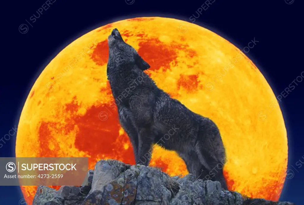 European Wolf Canis Lupus, Adult Baying At The Moon