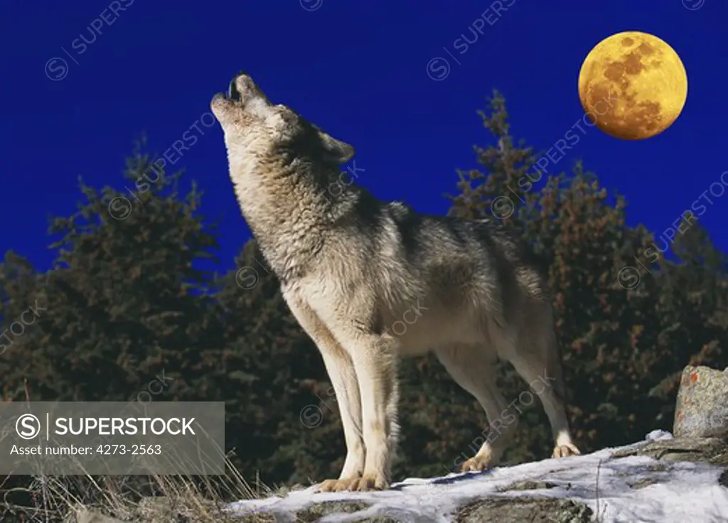 European Wolf Canis Lupus, Adult Baying At The Moon