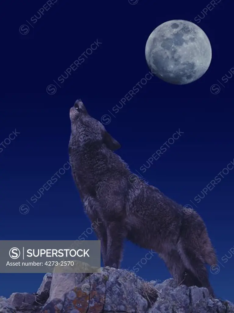 European Wolf Canis Lupus, Adult On Rock Baying At The Moon