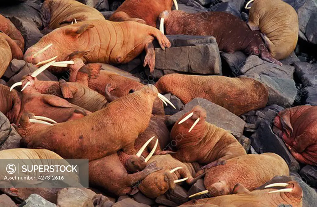 Walrus, Odobenus Rosmarus, Colony Standing On Rocks, Round Island In Alaska