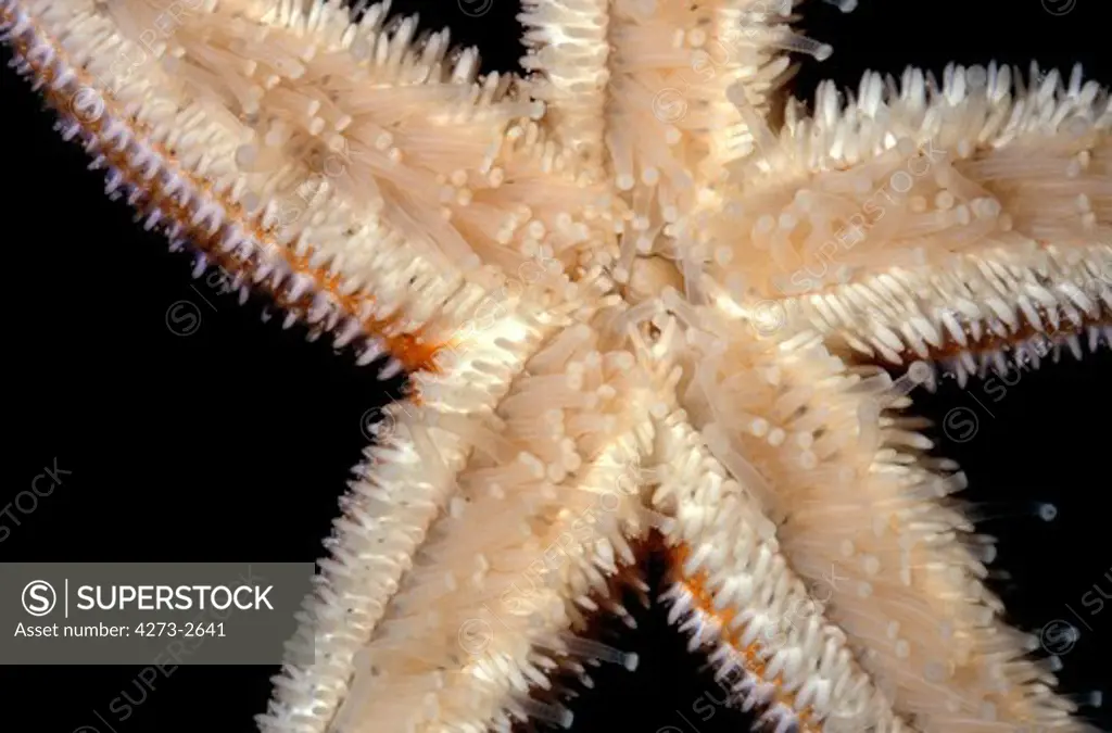 Starfish, Underside View