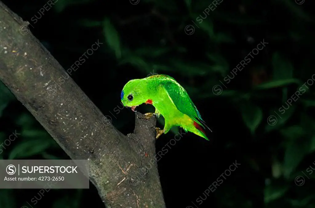 Blue Crowned Hanging Parrot, Loriculus Galgulus, Adult Standing On Branch