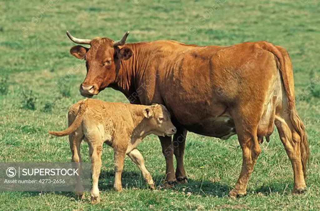 Limousin Cattle, Cow With Calf