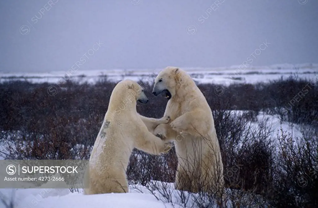 Polar Bear, Thalarctos Maritimus, Males Fighting, Churchill In Manitoba, Canada
