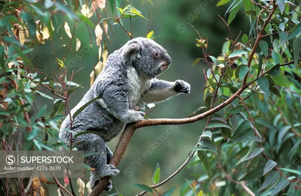 Koala, Phascolarctos Cinereus, Adult Standing On Branch, Australia